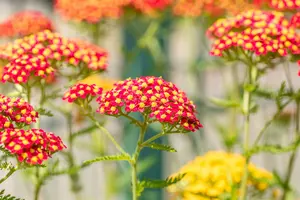 achillea mil. 'paprika' P9 - afbeelding 3