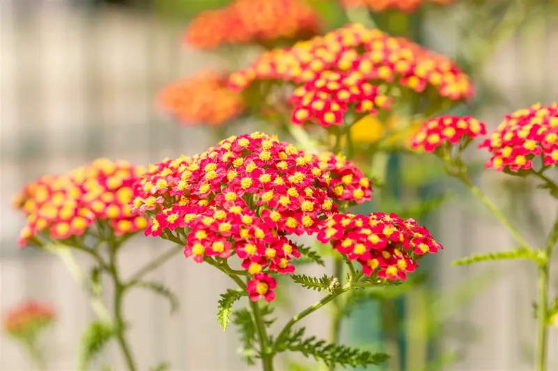 achillea mil. 'paprika' P9 - afbeelding 4