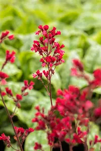 heuchera hybr. 'paris'® P9 - afbeelding 1