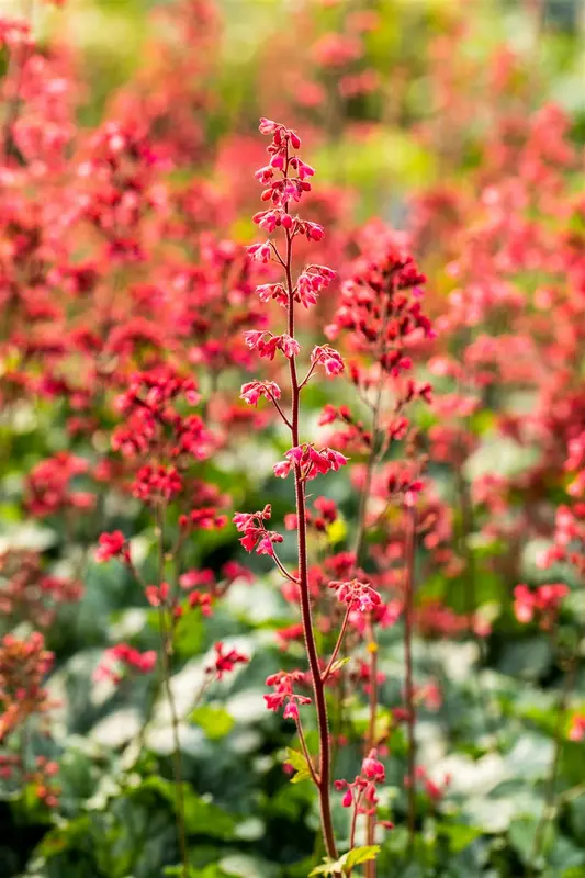 heuchera hybr. 'paris'® P9 - afbeelding 2