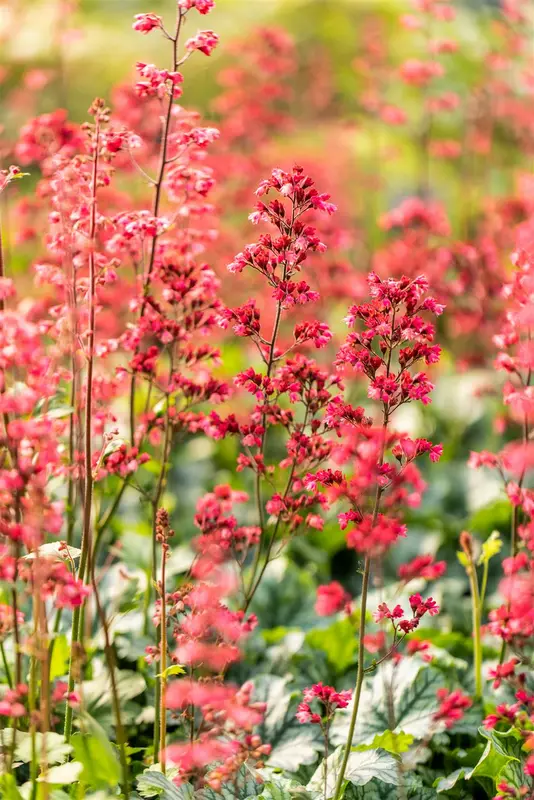 heuchera hybr. 'paris'® P9 - afbeelding 4