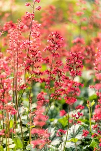 heuchera hybr. 'paris'® P9 - afbeelding 4