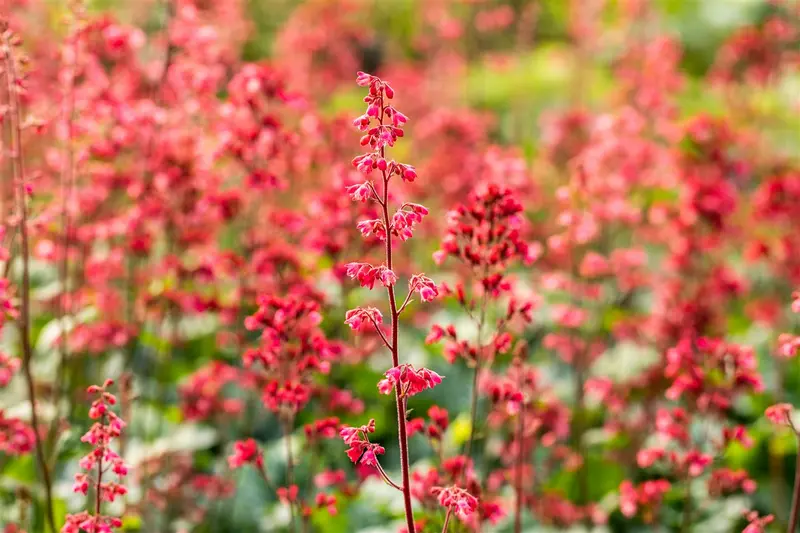 heuchera paris p11 - afbeelding 5