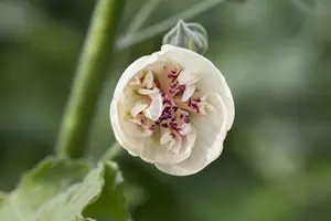 Alcea hybr. 'Parkallee' (alcalthaea suffrutescens P9