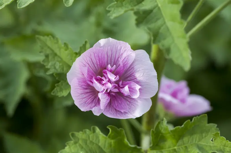 alcea hybr. 'parkrondell' P9