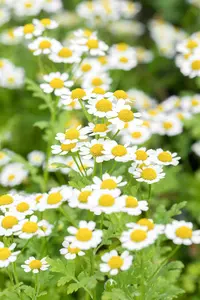 tanacetum parthenium P9 - afbeelding 3