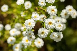 tanacetum parthenium P9 - afbeelding 1