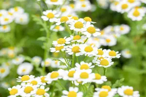 tanacetum parthenium P9 - afbeelding 2