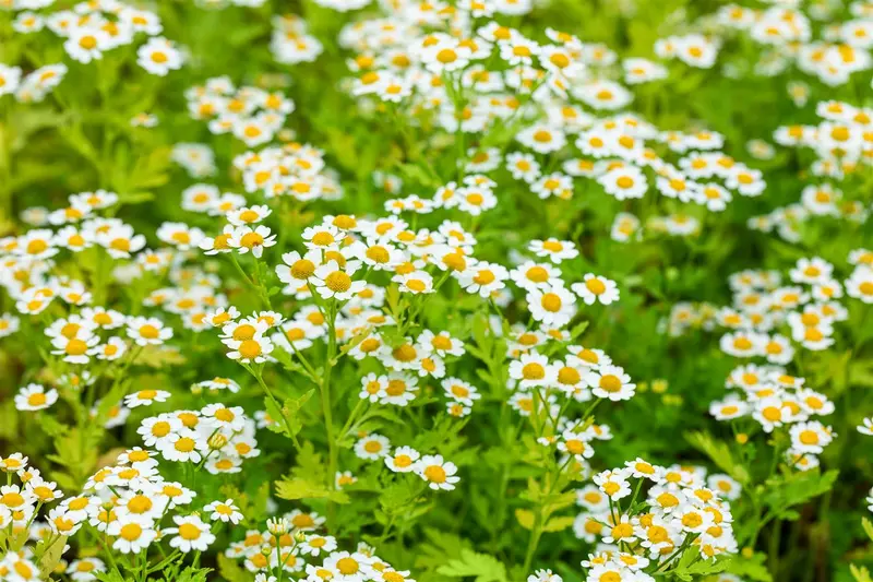 tanacetum parthenium P9 - afbeelding 4