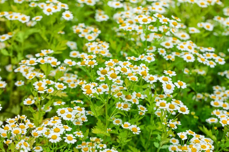 tanacetum parthenium P9 - afbeelding 5