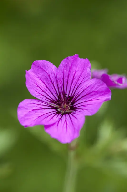 geranium hybr. 'patricia' P9 - afbeelding 2