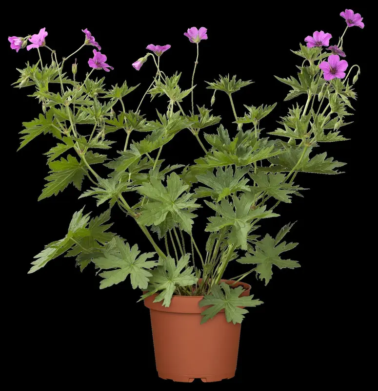 geranium hybr. 'patricia' P9 - afbeelding 1