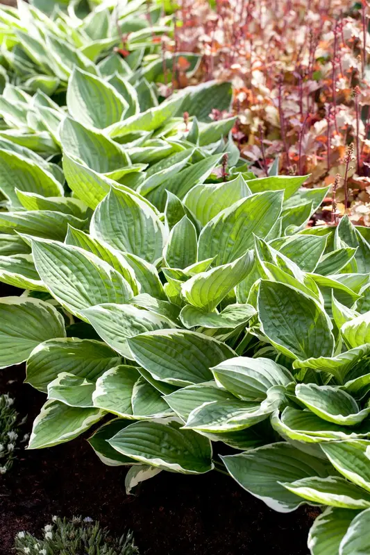 hosta 'patriot' P11 - afbeelding 2