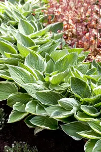 hosta hybr. 'patriot' P9 - afbeelding 2