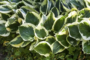 hosta 'patriot' P11 - afbeelding 3