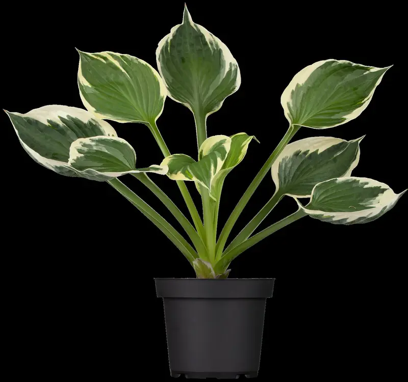 hosta hybr. 'patriot' P9 - afbeelding 1