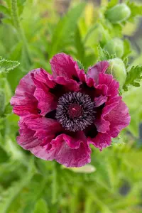 papaver or. 'patty's plum' P9