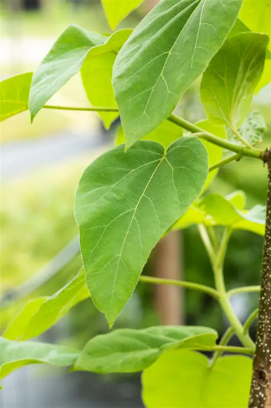 paulownia tomentosa (imperialis) 10/12 C30 - afbeelding 3