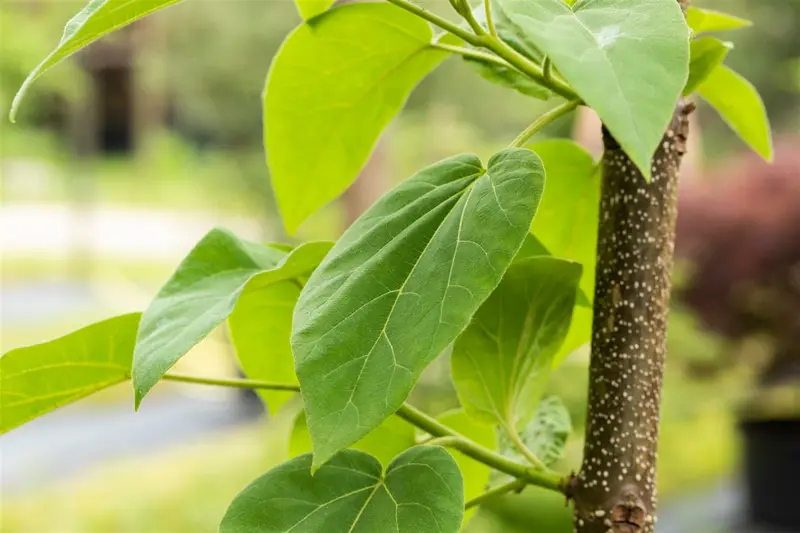 paulownia tomentosa (imperialis) 10/12 C30 - afbeelding 4