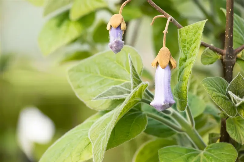 paulownia tomentosa (imperialis) 10/12 C30 - afbeelding 2