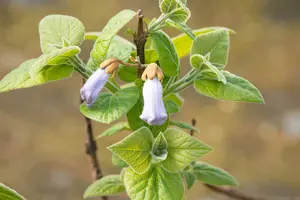 paulownia tomentosa (imperialis) 8/10 C - afbeelding 1