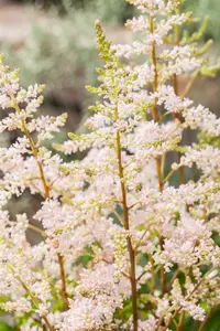 astilbe (j) 'peach blossom' P9