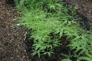 adiantum pedatum P11 - afbeelding 1