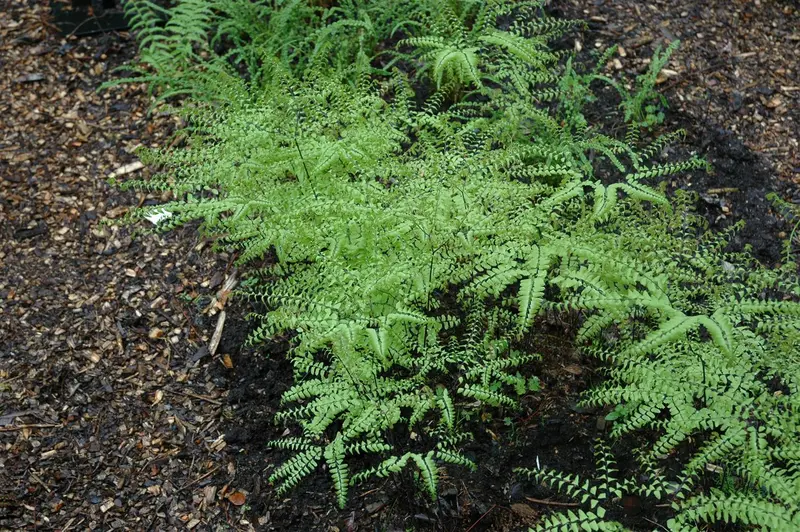 adiantum pedatum P9 - afbeelding 1