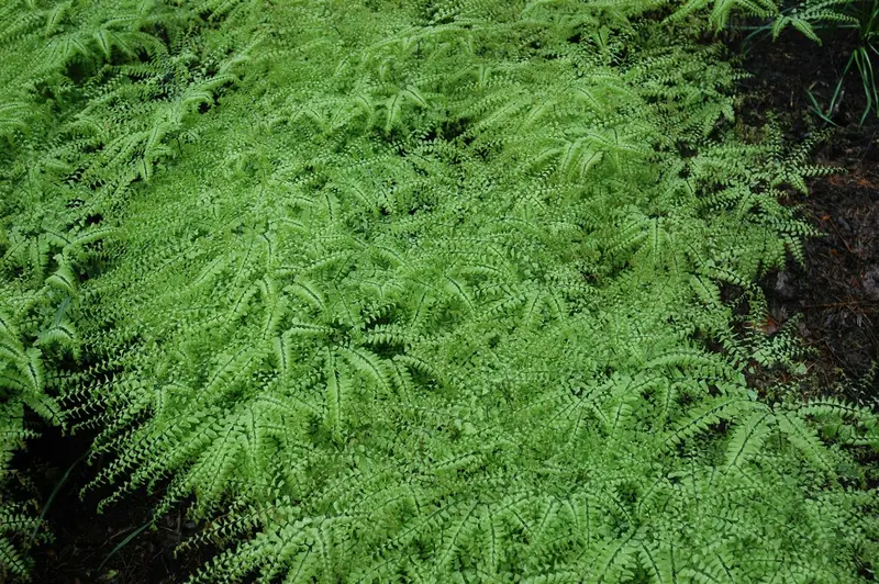 adiantum pedatum P9 - afbeelding 2