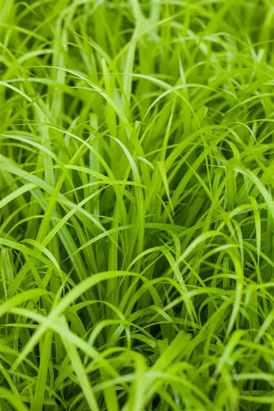 carex pendula P9 - afbeelding 2