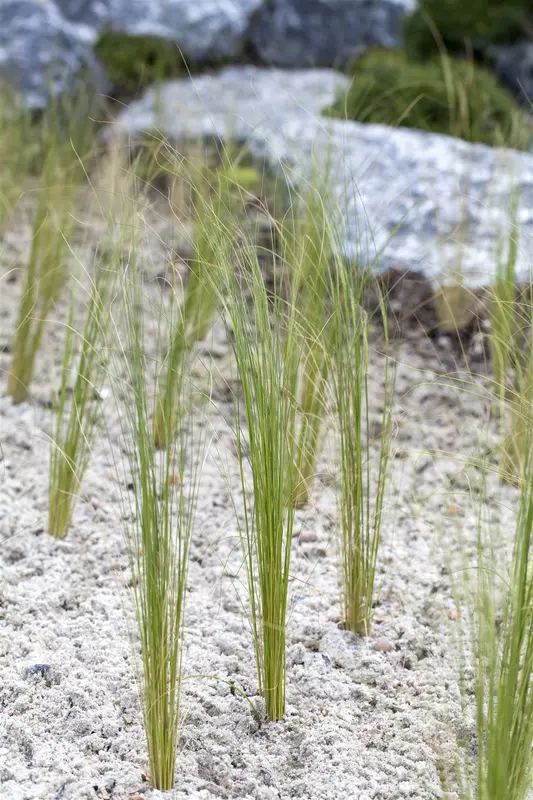 stipa pennata P9