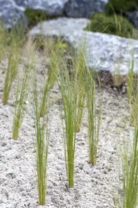 stipa pennata P9