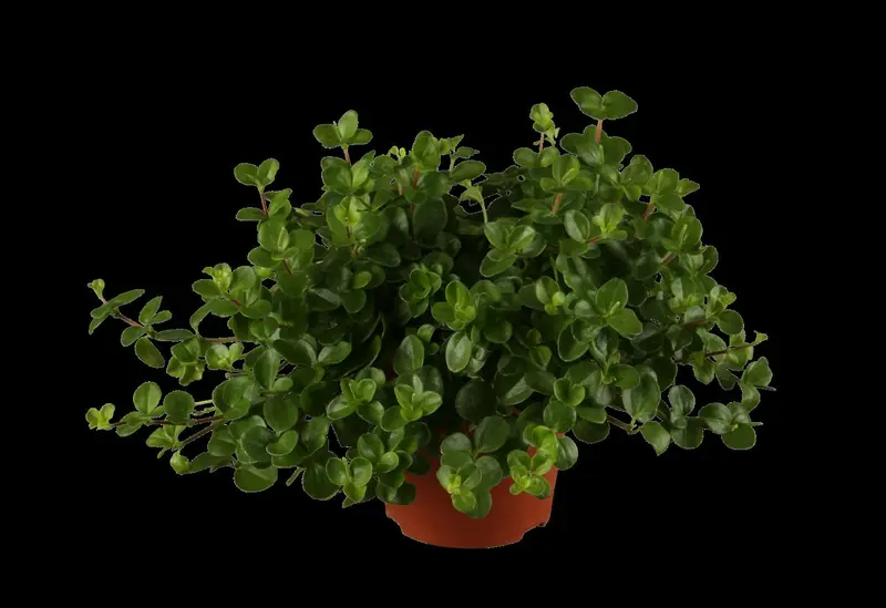 peperomia rotundifolia p15 - afbeelding 1