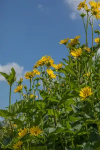 silphium perfoliatum P9 - afbeelding 4