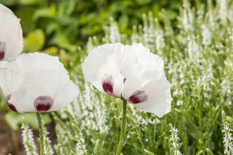 papaver or. 'perry's white' P9