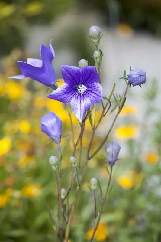 campanula persicifolia P11 - afbeelding 3