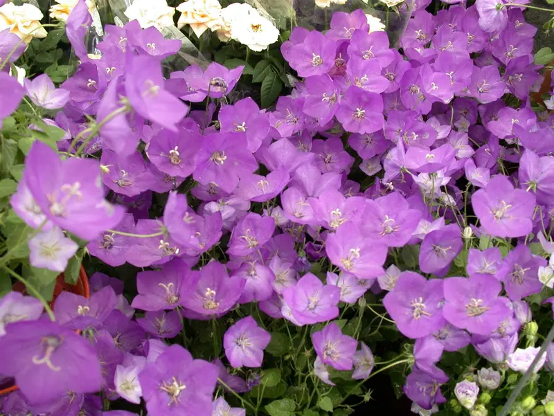 campanula persicifolia P11 - afbeelding 4