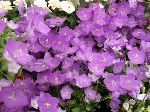 campanula persicifolia P11 - afbeelding 4