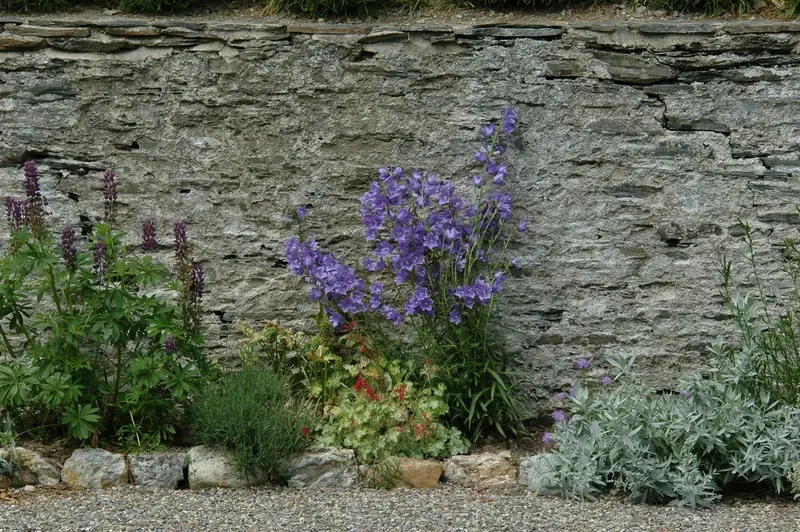 campanula persicifolia P11 - afbeelding 5