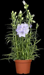 campanula persicifolia P11 - afbeelding 1