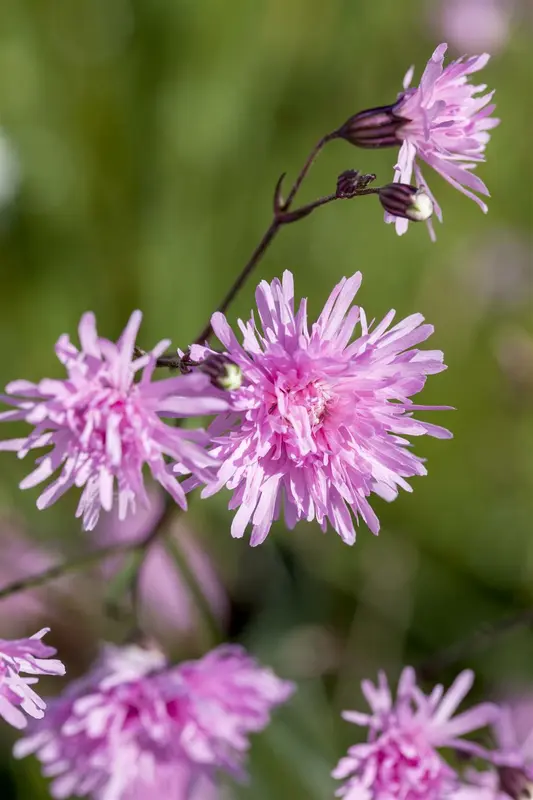 lychnis flos-cuculi 'petite jenny' P9 - afbeelding 1