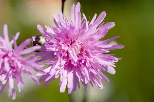 lychnis flos-cuculi 'petite jenny' P9 - afbeelding 2