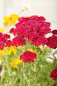 Petra achillea P9