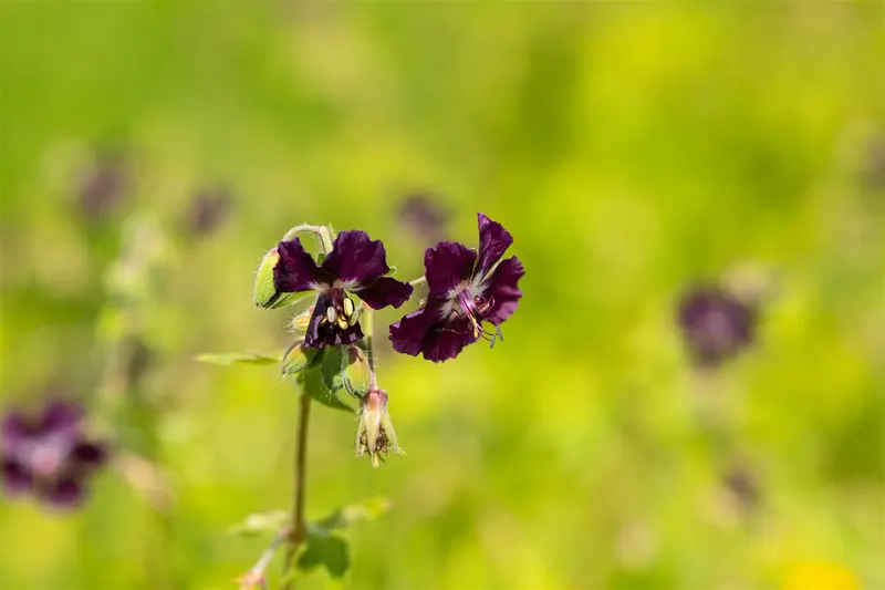 geranium phaeum P9