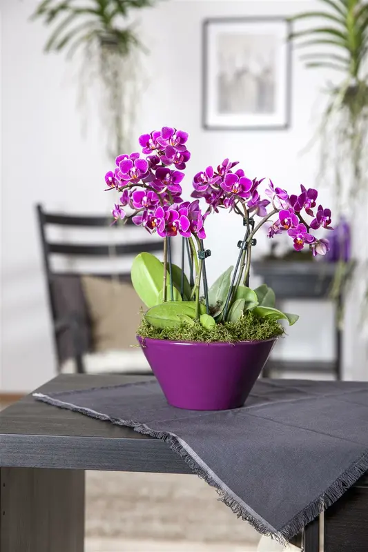 phalaenopsis multiflora  ov geel-p12 exclusivo bel - afbeelding 3