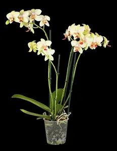 phalaenopsis multiflora  ov geel-p12 exclusivo bel - afbeelding 5