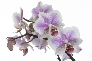 phalaenopsis multiflora  ov geel-p12 exclusivo bel - afbeelding 4