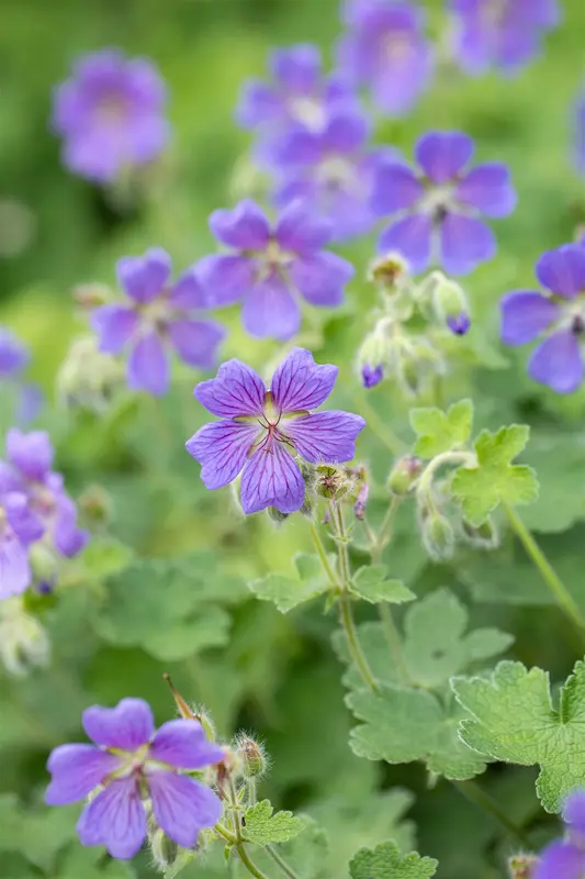 geranium 'philippe vapelle' P11 - afbeelding 3