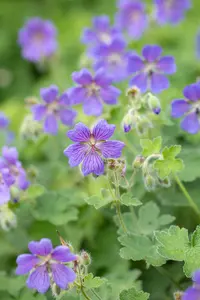 geranium hybr. 'philippe vapelle' P9 - afbeelding 3