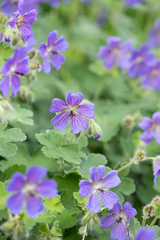 geranium hybr. 'philippe vapelle' P9 - afbeelding 4